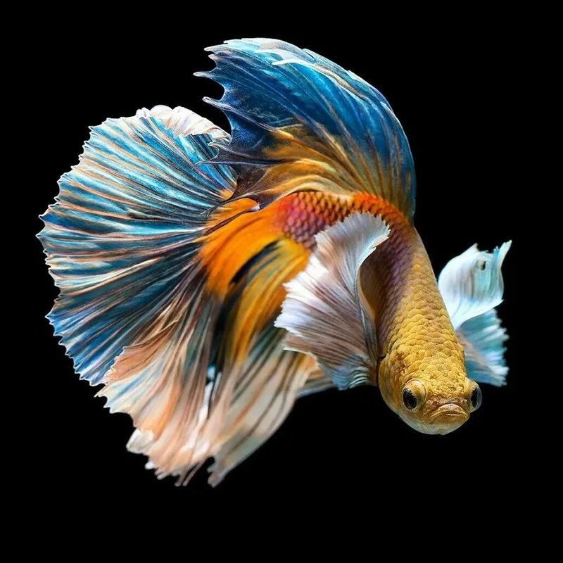 Cách chăm sóc cá xiêm giúp cá bền màu