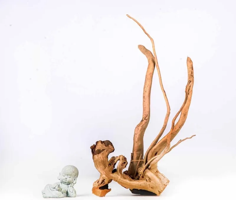 Mẹo cách xử lý lũa đỗ quyên mới mua