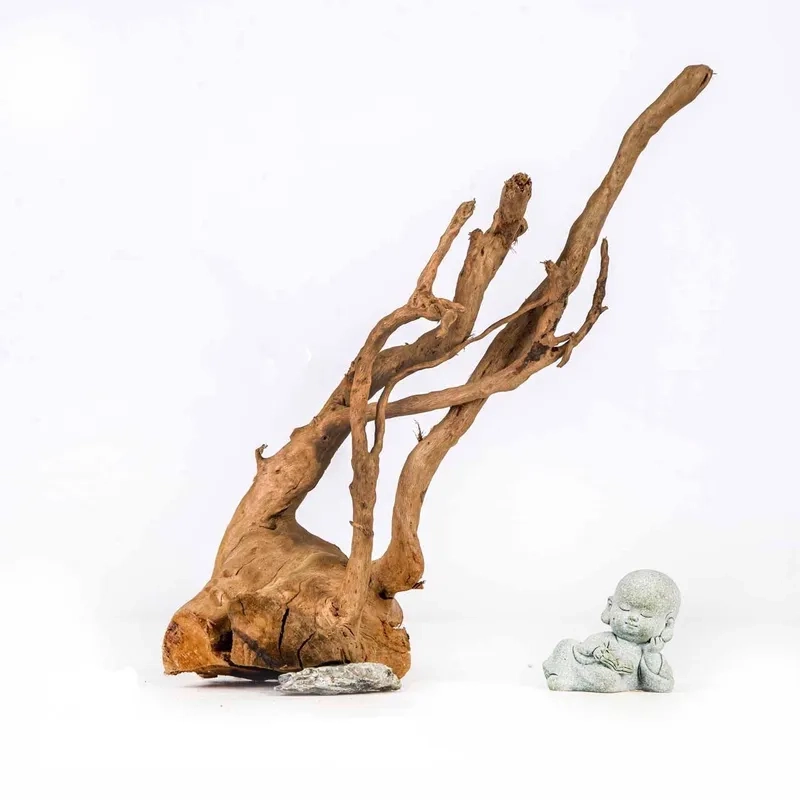 Khắc phục tình trạng lũa đỗ quyên bị nổi