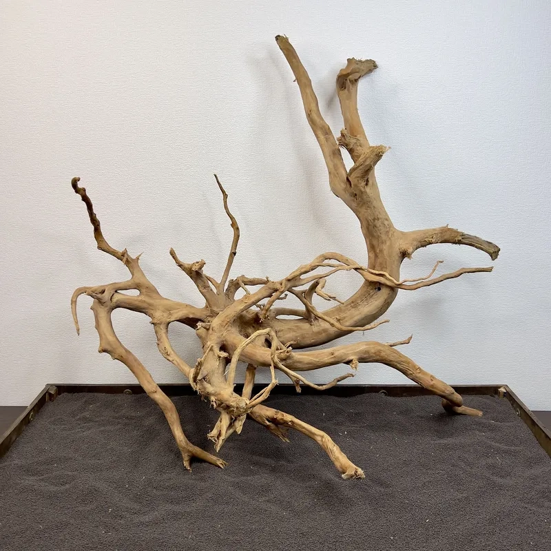 Chọn lũa đỗ quyên cho bể mini xinh