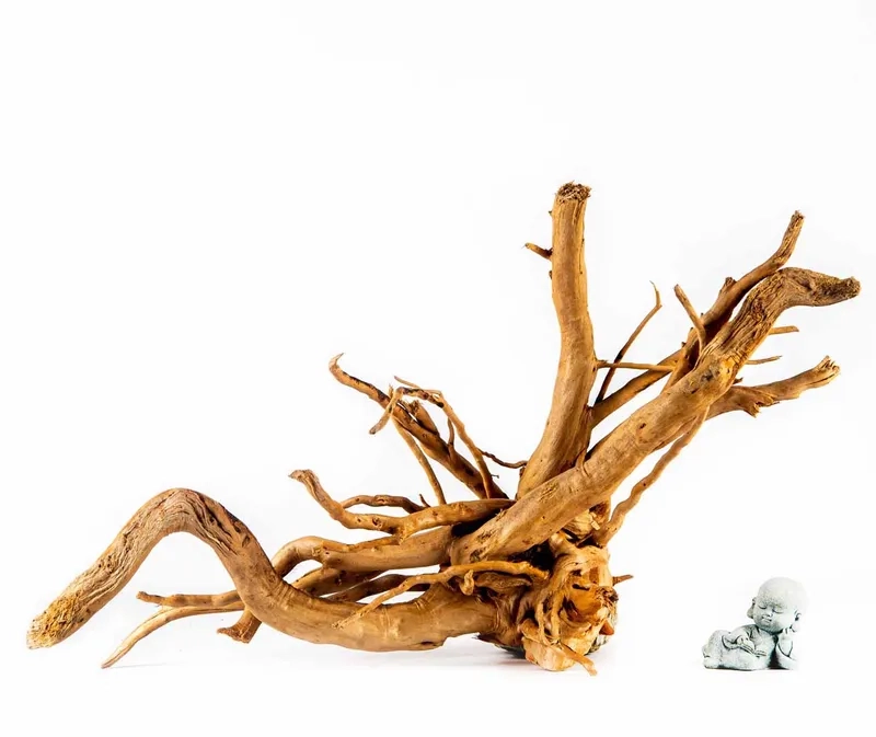 Chia sẻ kinh nghiệm chọn lũa đỗ quyên