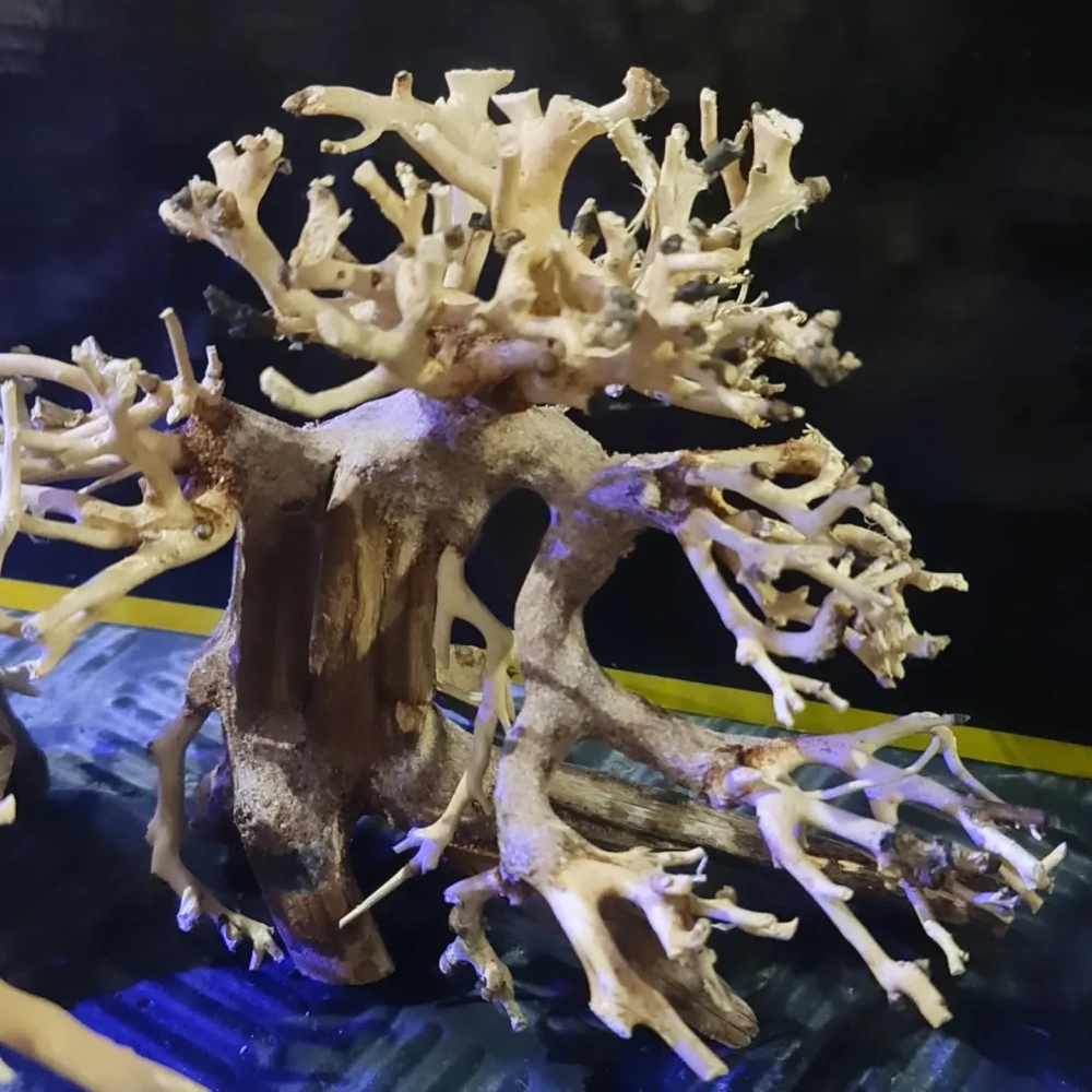 Những gốc lũa thủy sinh độc đáo cho hồ thủy sinh biotop