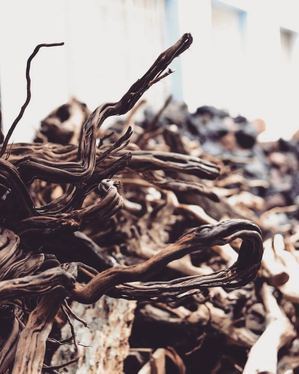 Lũa săn đá tạo hình kỳ quan thiên nhiên dưới nước