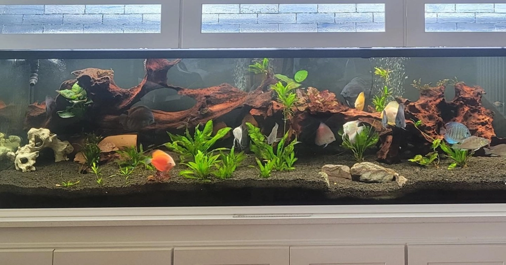 Lũa đỗ quyên trang trí bể thủy sinh cực đẹp