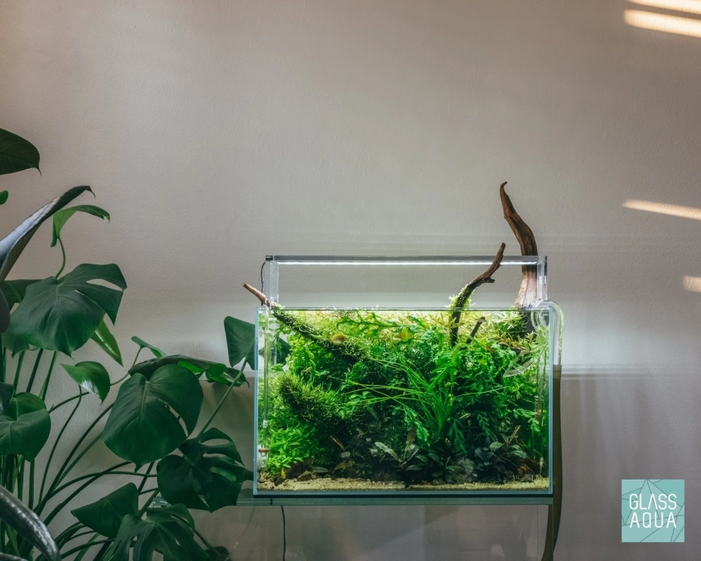 Lũa thủy sinh trang trí giúp cá tép có nơi trú ẩn