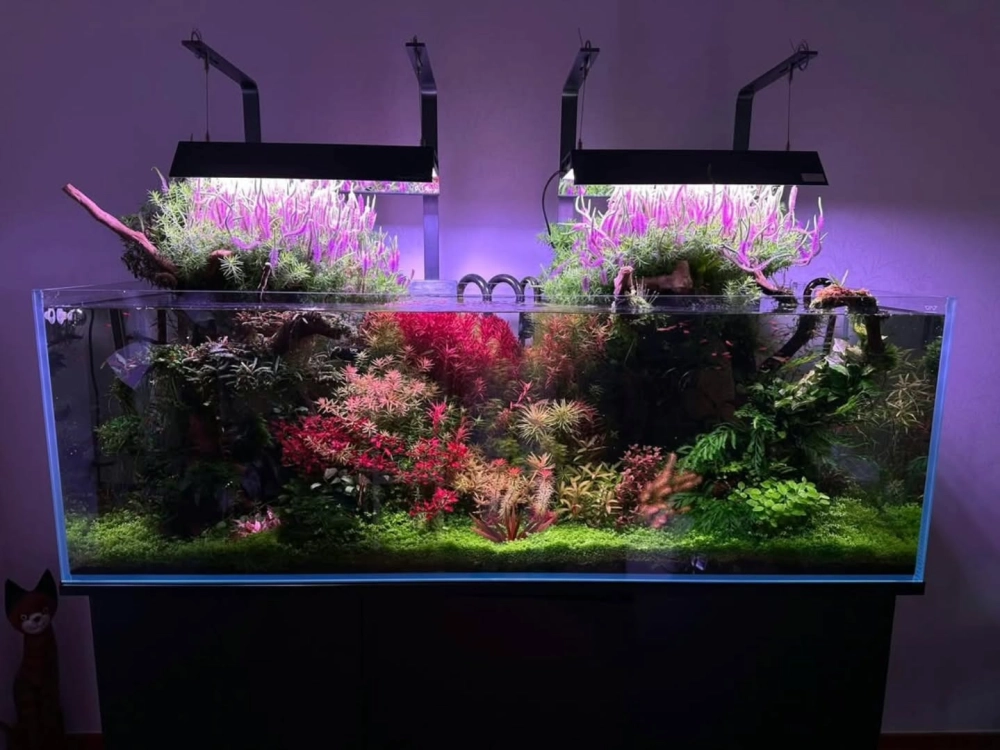 Bố cục tam giác sử dụng gỗ lũa thủy sinh trong hồ cá