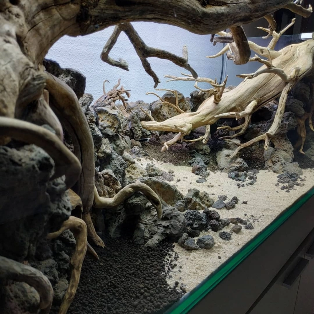 Thiết kế bể thủy sinh theo phong cách tự nhiên với gỗ lũa