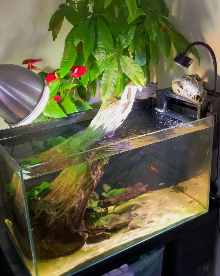 Bố cục rừng rừng rậm với những nhành lũa thủy sinh uốn lượn