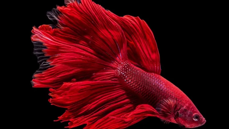 Cá Betta thay đổi màu sắc theo môi trường nuôi