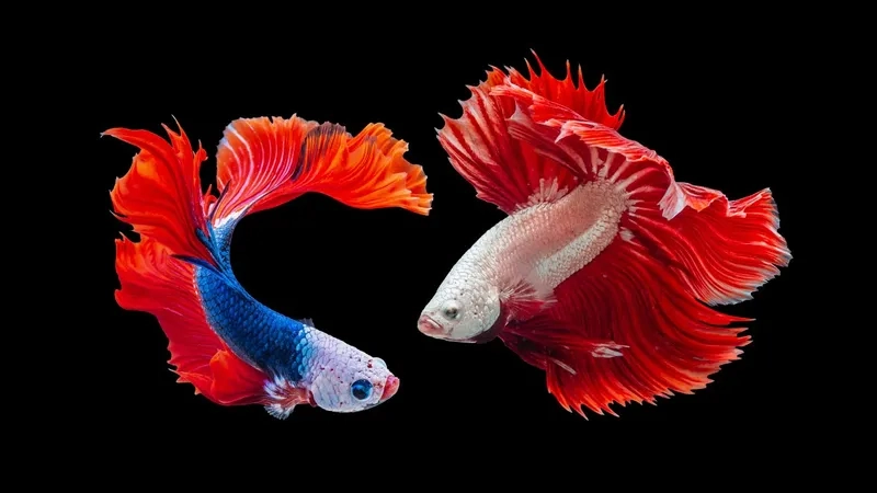 Giải đáp cá xiêm bao nhiêu tiền hiện nay