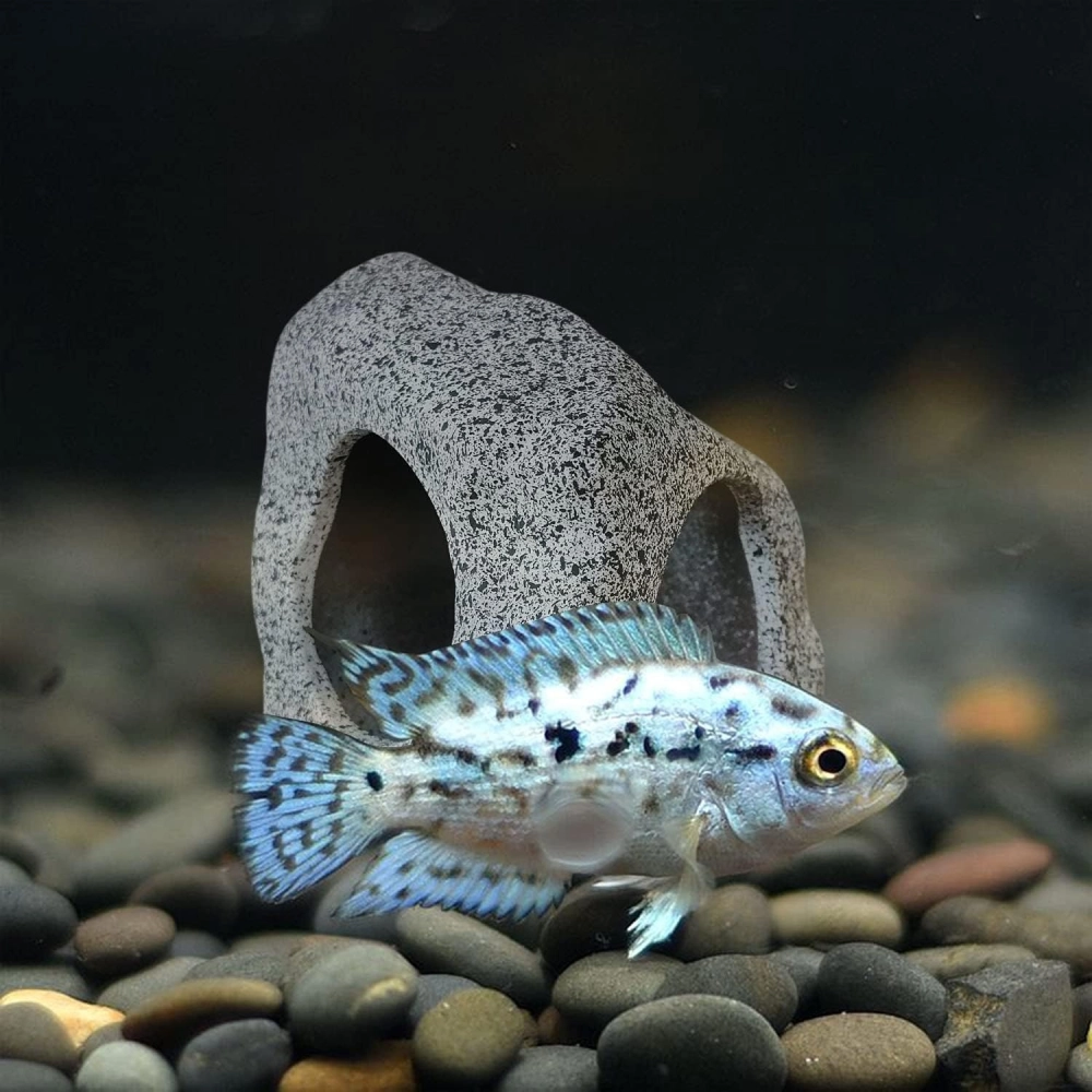 Mẫu nhà gốm cho cá betta rực rỡ