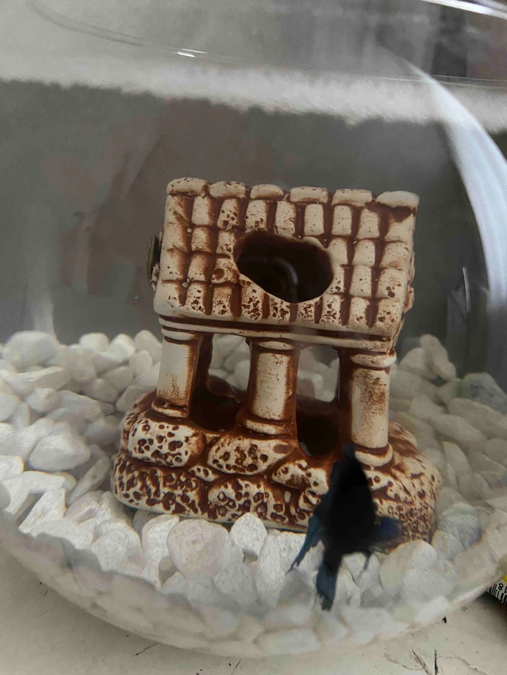 Bố cục bể cá đẹp với nhà gốm và cát nắng