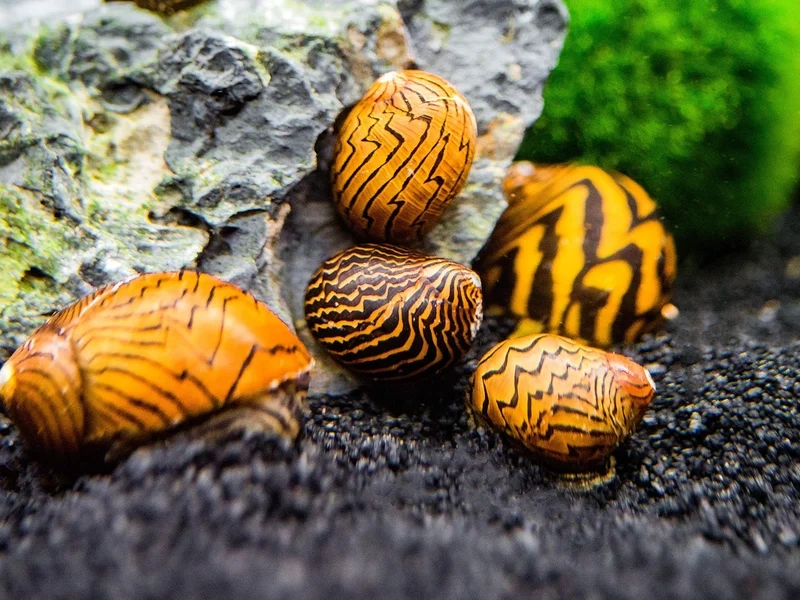 Trang trí bể với ảnh ốc Nerita thủy sinh sinh động