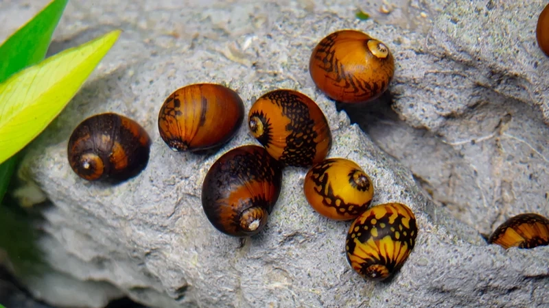 Thưởng thức bộ sưu tập ảnh ốc Nerita mini cực đáng yêu