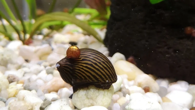 Hướng dẫn chi tiết cách nuôi ốc nerita hiệu quả