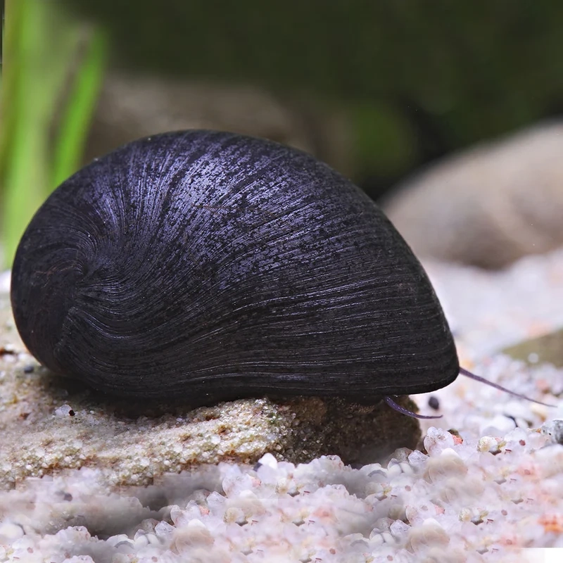 Chiêm ngưỡng hình ảnh ốc Nerita đẹp nhất rực rỡ