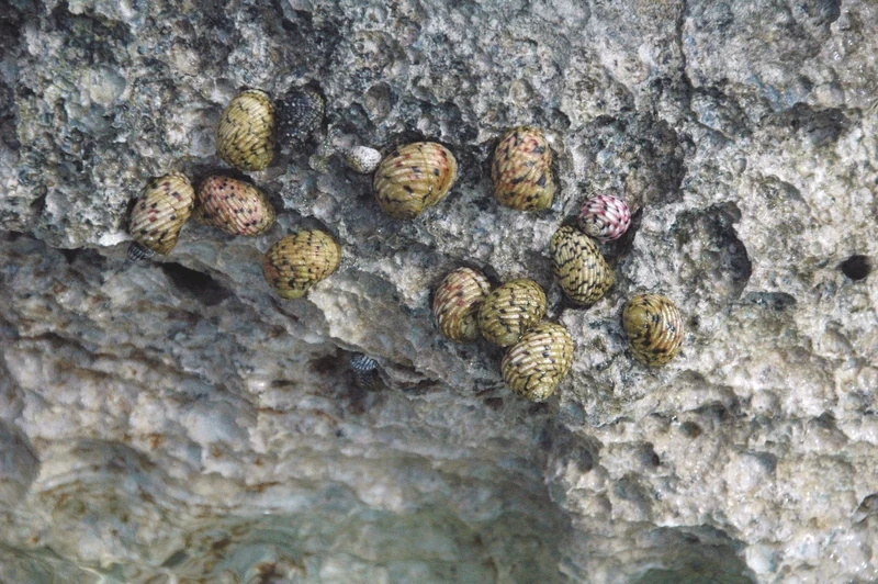 Khám phá chi tiết ảnh ốc nerita sống động mọi góc