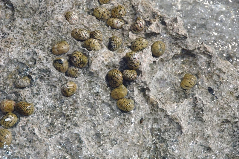 Xem ngay ảnh ốc Nerita baby cực đáng yêu