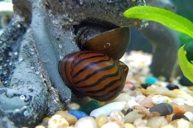 Chiêm ngưỡng ảnh ốc Nerita Việt Nam độc đáo và hiếm
