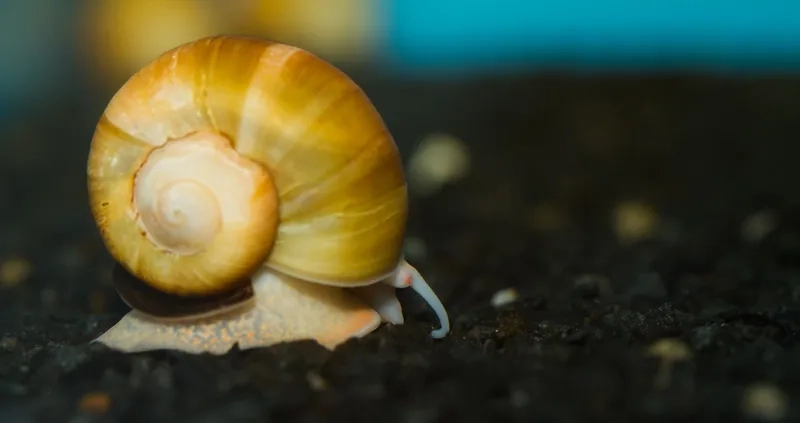 Tạo hình nền ốc táo rực rỡ cho máy tính và điện thoại