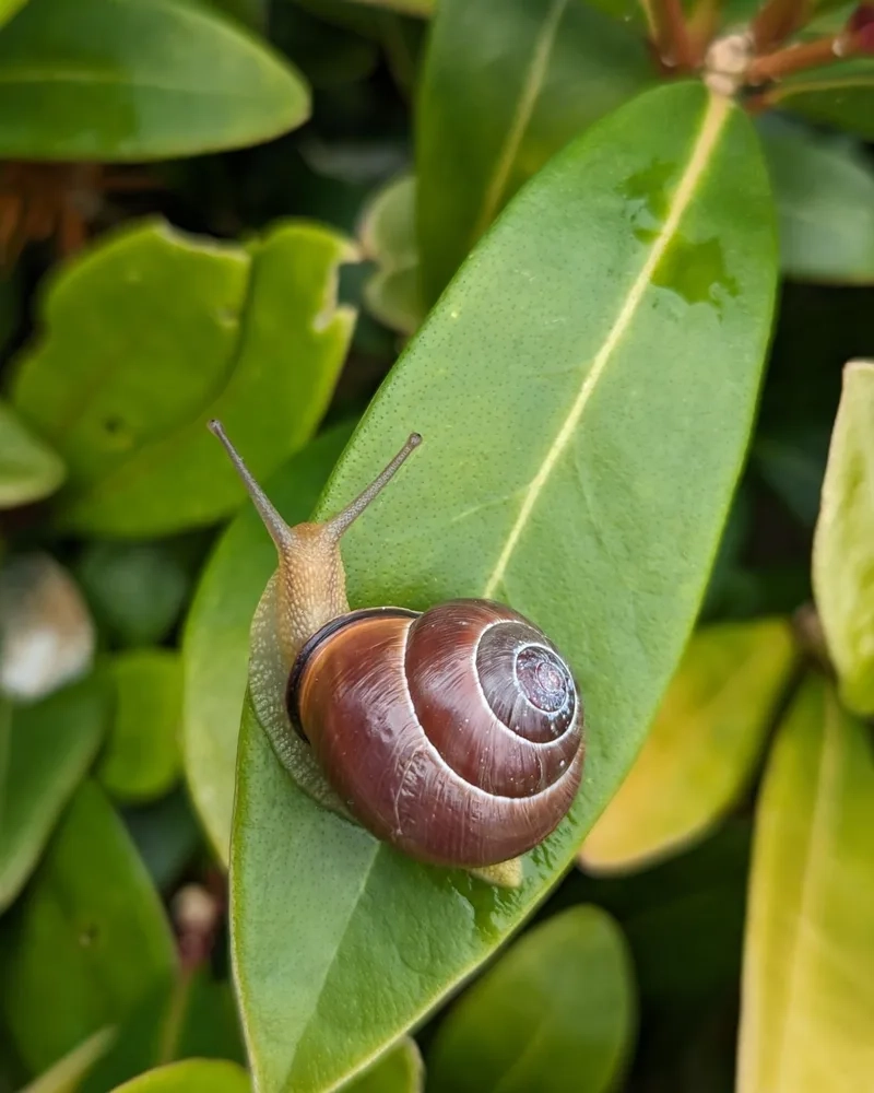 Thưởng thức hình ảnh ốc Táo 4K sắc nét từng chi tiết