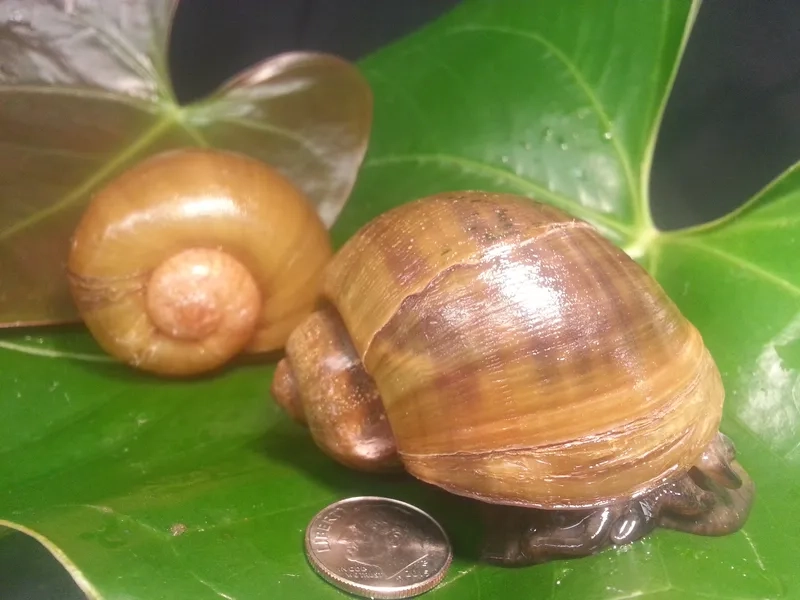 Chọn ốc táo nước ngọt phù hợp cho bể thủy sinh