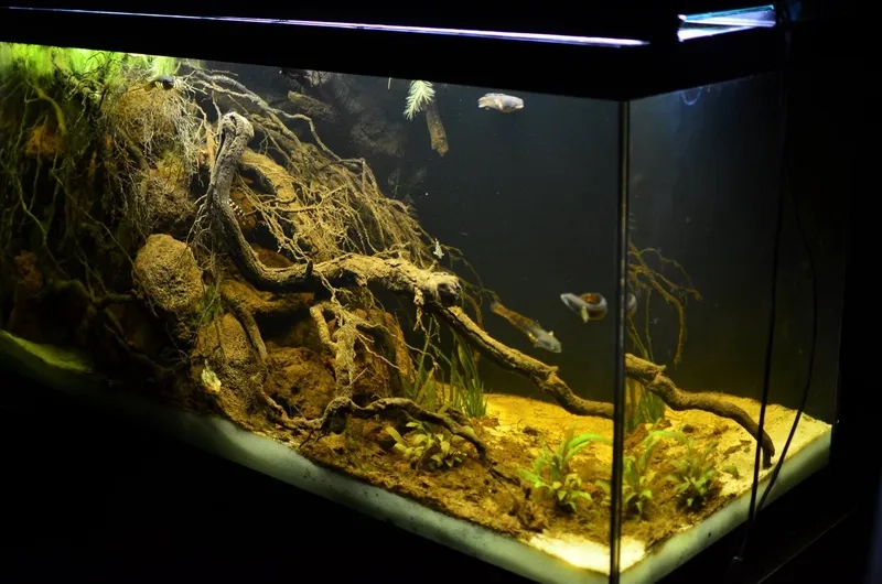 Tìm hiểu khái niệm hồ Biotope là gì