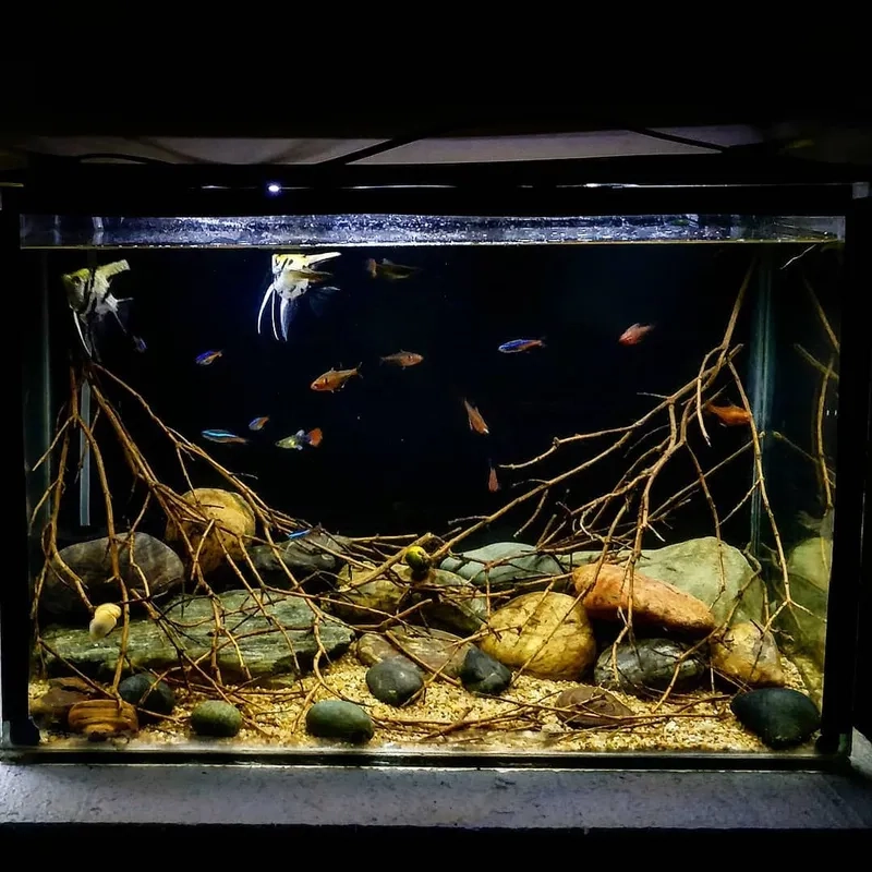 Điều chỉnh ánh sáng hồ Biotope tối
