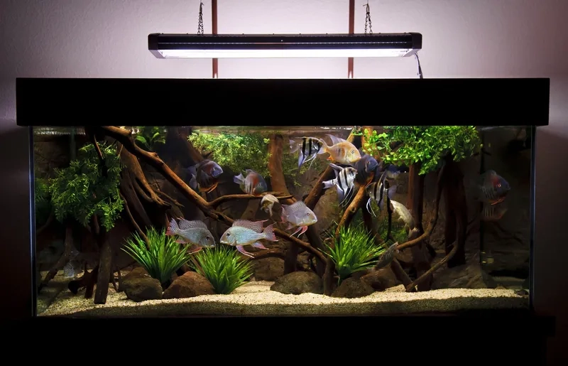Setup mẫu Biotope cá đĩa sang