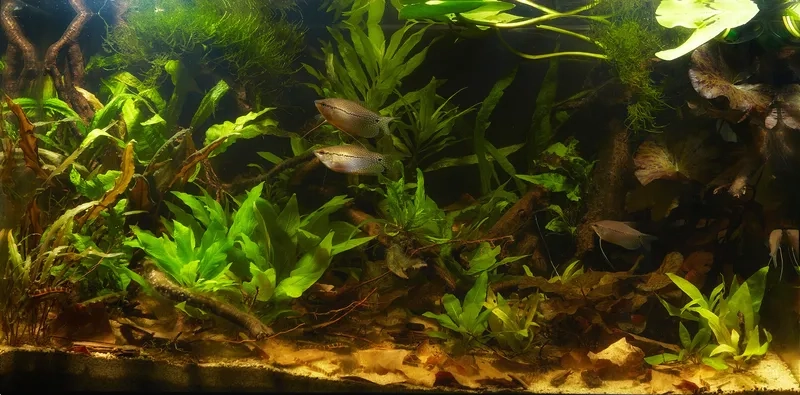 Bố cục hồ Biotope cá thần tiên