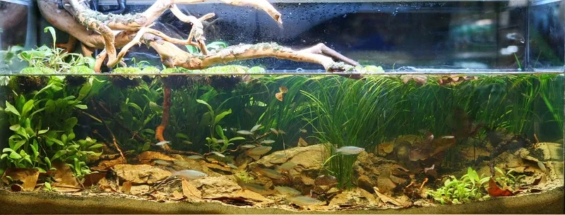 Tham khảo mẫu Biotope aquarium layout