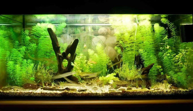 Các loài cá Biotope đẹp mắt