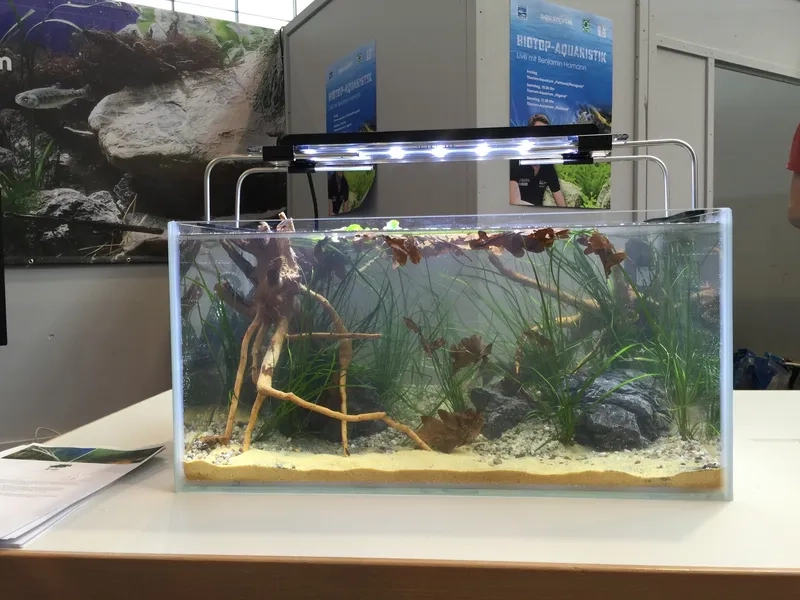 Lựa chọn các loại lũa Biotope già