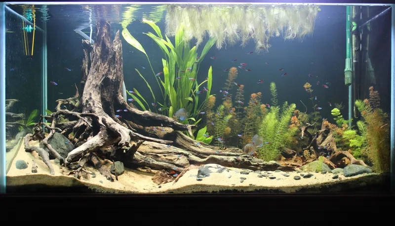 Công dụng lá bàng cho hồ Biotope