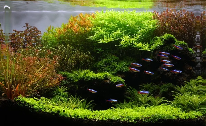 Tham khảo sơ đồ cây hồ Hà Lan chi tiết