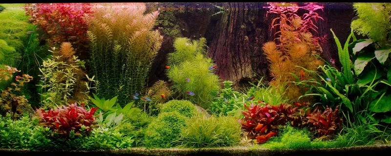 Setup mẫu hồ Hà Lan 60cm đẹp mắt