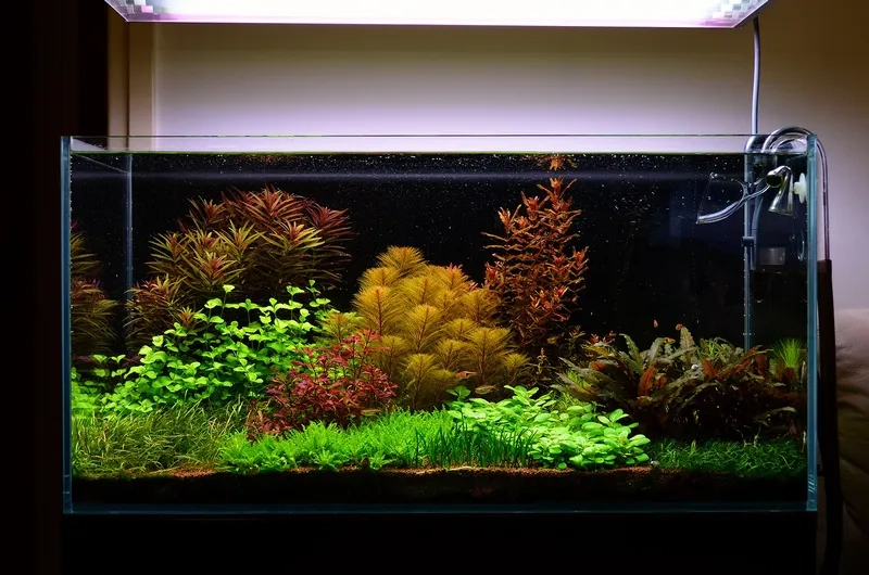 Các dòng cây phong cách Hà Lan đẹp