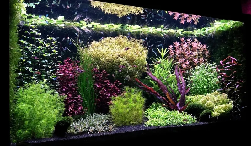 Nghệ thuật phối màu cây Hà Lan sắc sảo