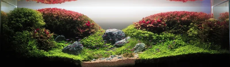 Chế độ dinh dưỡng hồ Hà Lan tốt nhất