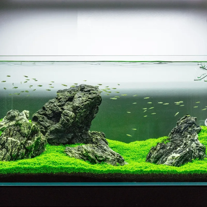 Nghệ thuật sắp xếp bố cục đá Iwagumi