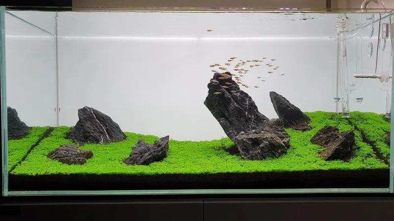 Setup các loại Iwagumi mini để bàn