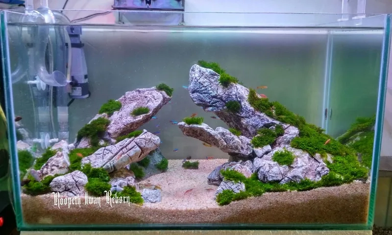 Tham khảo các mẫu Iwagumi layout