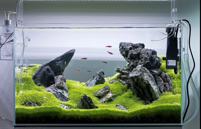 Thiết kế hồ thủy sinh tối giản sang