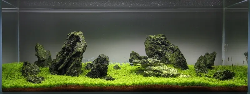 Tìm hiểu về ý nghĩa Iwagumi thực thụ