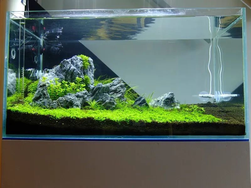 Mẫu hồ Iwagumi Style Aquarium Zen