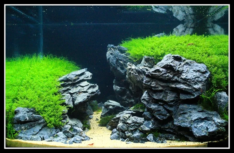 Áp dụng tỉ lệ vàng Iwagumi nghệ thuật