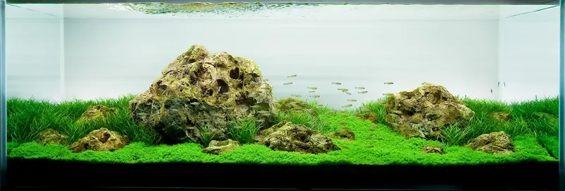 Vị trí đặt đá chính trong Iwagumi