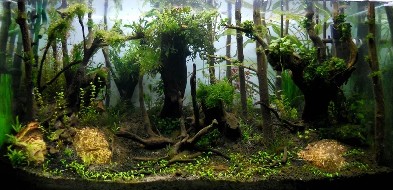 Thiết kế hồ Jungle Style Aquarium