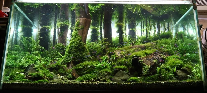 Kỹ thuật phối lũa hồ rừng nghệ thuật