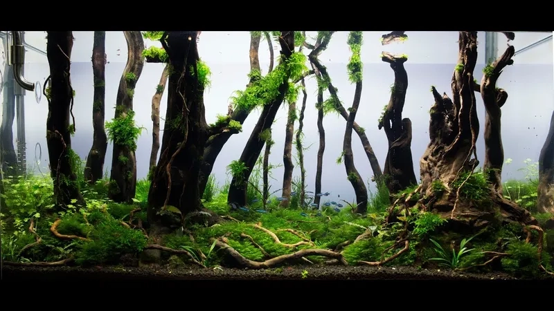 Nghệ thuật phối bố cục rừng thủy sinh